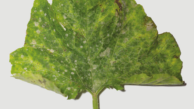 Zucchini leaf displaying fungal, insect, and possibly herbicide damage